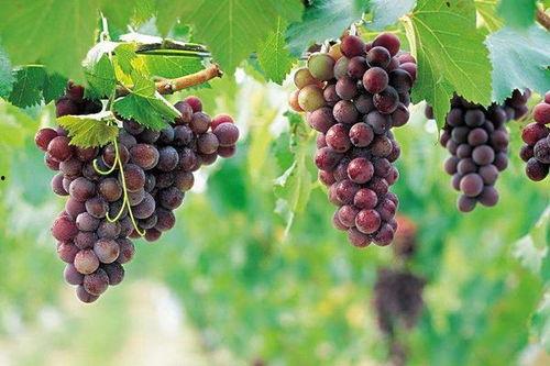 网红吃瓜葡萄图片,揭秘瓜界新宠儿的魅力瞬间